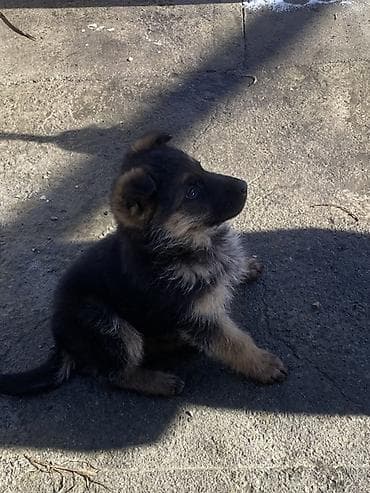 щенки немецкой овчарки купить: Продается щенок немецкой овчарки, щенку почти два месяца — 3