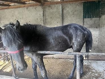 лошадь купить: Продаю | Жеребец | Рабочий — 3