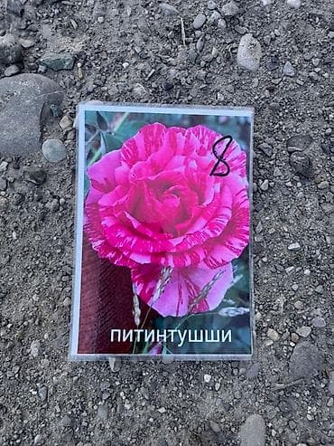 фиалки сортовые: Саженцы Самовывоз, Платная доставка — 7