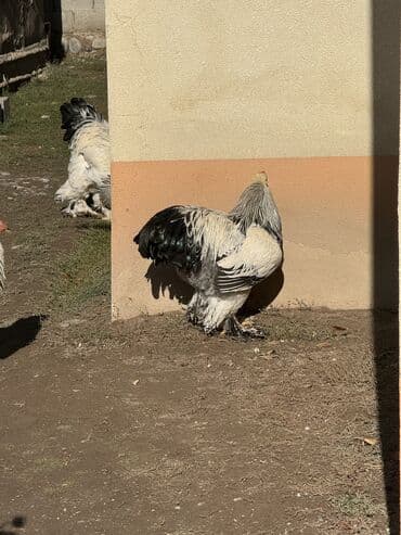 купить несушек курей: Петушки брама молодняк привознойтйяцо 
Чистокровные — 8