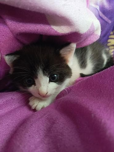 скоттиш страйт шотландская прямоухая кошка: Кошка даром: Скотиш Страйт (Шотландская прямоухая), 1 месяц, Мальчик, Приучена к лотку — 5