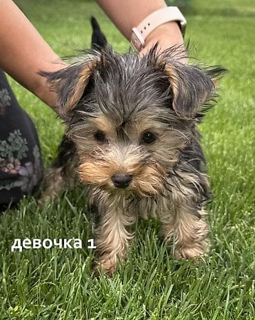 собака бишкек: Продаются щенки йоркширского терьера Мальчик и две девочки Дата — 4