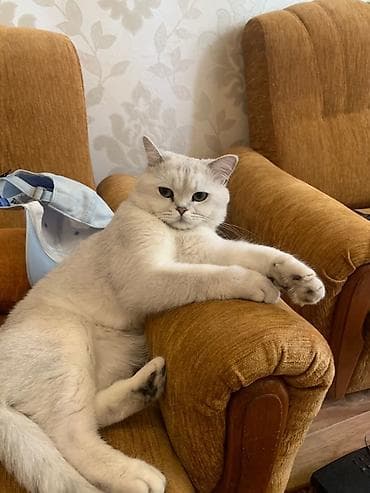 Отдам отличного кота Страйт Привит Прикольный Воспитан Очень милый кот