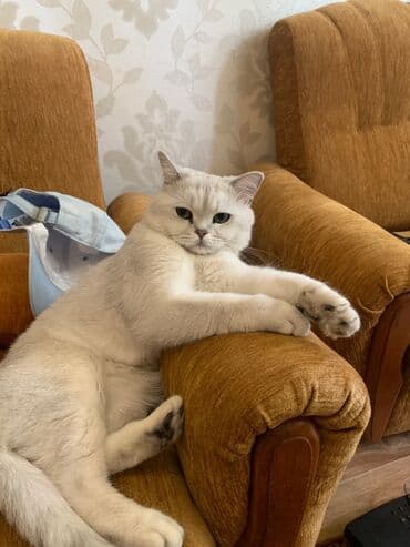 шотландская кошка скоттиш страйт: Отдам отличного кота Страйт Привит Прикольный Воспитан Очень милый кот — 1