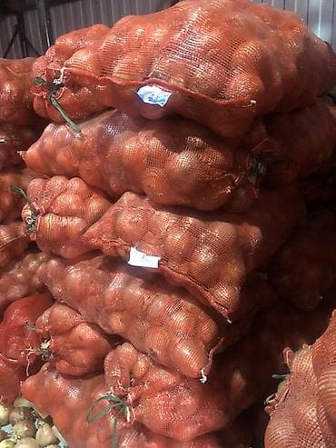 Продукты питания: Лук Оптом — 3