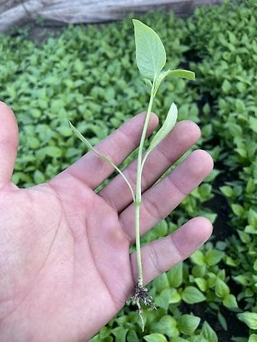 ножницы для сада: Рассада овощных культур из грунтовой теплицы - Перец сладкий: крепкие — 2