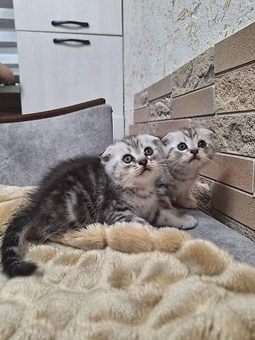 Шотландские вислоухие котята (Scottish Fold) - Окрас: серебристый
