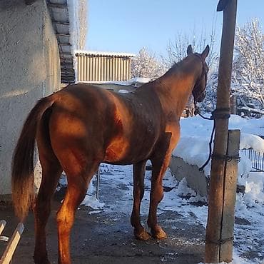 дикий фазан: Продаю | Жеребец | Рабочий — 4