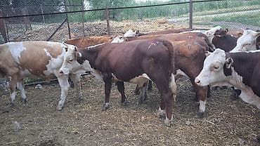кой сойу: Продаю | Бык (самец) | На откорм — 1