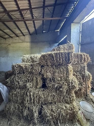 Солома в тюках - Тип: натуральная солома (пшеничная), спрессованная в