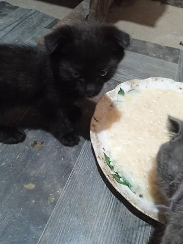 Скотиш Фолд (Шотландиялык шалпаң кулак), 3 айлык, Эркек, Кара lalafo.kg да Скотиш Фолд (Шотландиялык шалпаң кулак), 3 айлык, Эркек, Кара