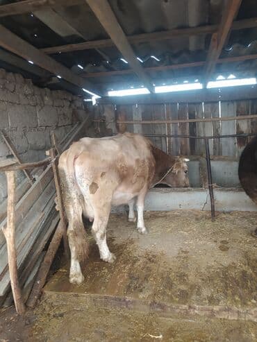 срочно продаю в связи с переездом: Продаю | Корова (самка) — 10