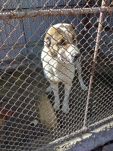 щенки хаски купить: Среднеазиатская овчарка (алабай), . Крупный, мощный, широкая грудь — 1