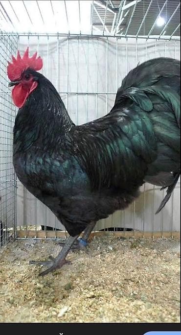 курк тоок квочка: Продаю | Петух | Для разведения — 2