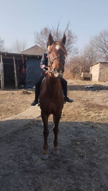 переноска для животных: Продаю | Конь (самец) — 5