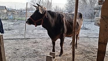 другие животные: Продаю | Корова (самка) | Полукровка | Для молока | Привязанные — 6