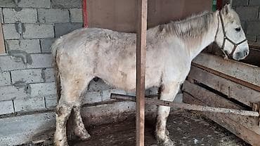 ат ахилес: Продаю | Кобыла (самка) | Для разведения | Племенные — 6