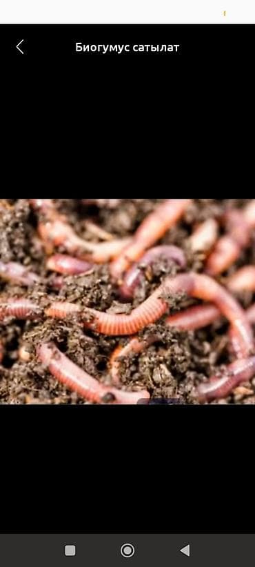 Декор жана интерьер: Жер семирткич Өзү алып кетүү — 1