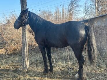 отдам бесплатно вислоухих котят: Продаю | Жеребец | Рабочий — 4