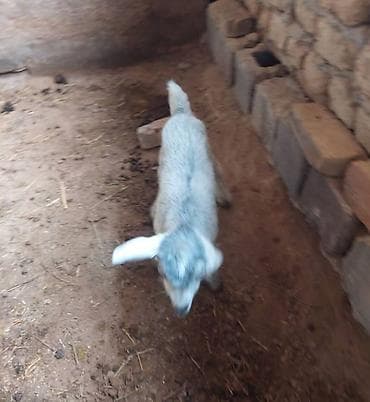 собака шпиц купить: Продаю | Козлёнок | Для разведения | Племенные — 3