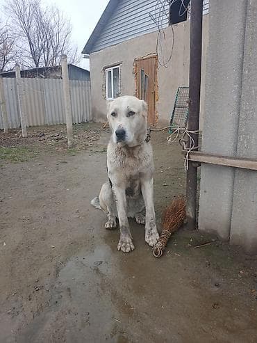 метиленовый синий: Алабай, 1 год, Самец — 5