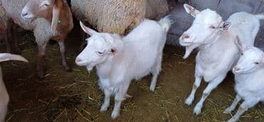 собака бульдок: Продаю | Коза (самка), Козёл (самец), Козлёнок | Зааненская, Битал | Для разведения, Для молока | Племенные, Котные, Осеменитель — 16