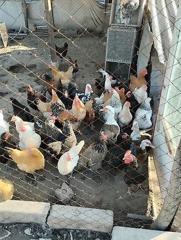 канарейка цена: Продаю курей домашних несуца, и селезень индоутка — 3