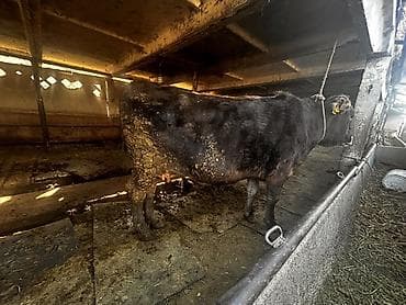 Ветеринар кызматы: Сатам | Уй (ургаачы) | Алатоолук | Союуга — 1