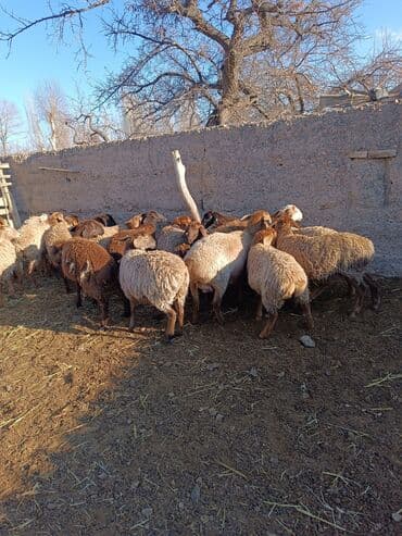Айыл-чарба жаныбарлары: Сатам | Ургаачы кой (ургаачы) | Аргын | Көбөйтүү үчүн | Токту — 1