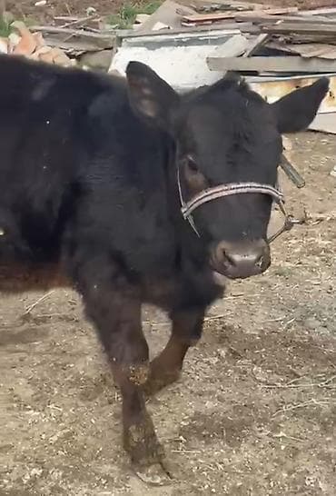 мини хайленд купить: Продаю | Тёлка | На откорм | Привязанные — 3