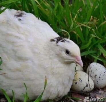 французкий бульдог цена: МЯСО ДОМАШНИХ ПЕРЕПЕЛОВ ! Полезноедиетическое мясо перепелов не — 1
