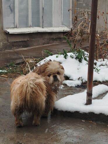 Нашёл собаку Пекинес пишите звоните вотсап