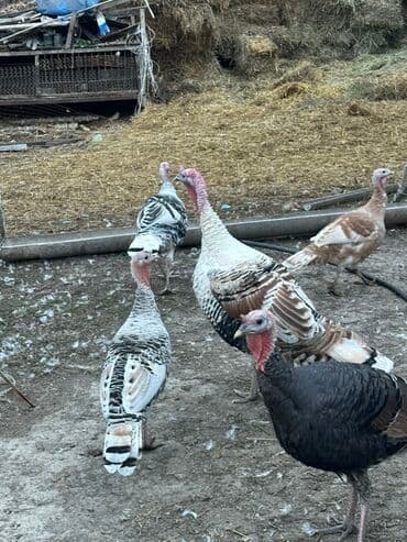 домик для животных: Сатам | Эркек күрп | Көбөйтүү үчүн — 2