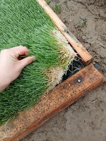 морская рыба: Рулонные коврики зелёного корма (гидропоника, пророщенное зерно) - — 1