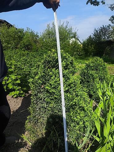 Самшит: Самшит (Buxus sempervirens) — крупномерные сформированные кусты для — 3