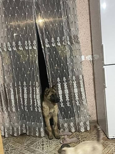 золотой ретривер щенок: Собака даром: Бельгийская овчарка, 6 месяцев, Самец — 5