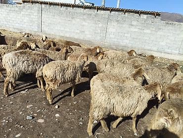 норка животное: Продаю | Овца (самка) | Для разведения | Матка — 3