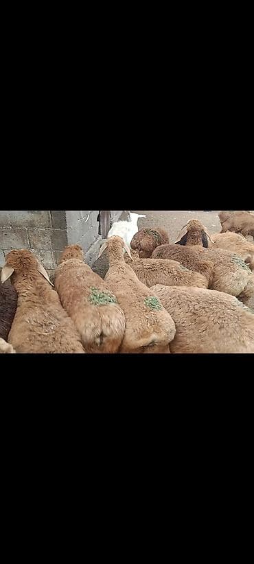 Сатам | Ургаачы кой (ургаачы) | Көбөйтүү үчүн | Токту — 3
