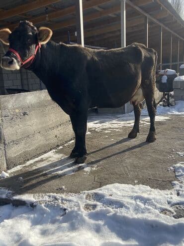 Продаю | Корова (самка) | Алатауская, Швицкая | Для разведения, Для молока at lalafo.kg Продаю | Корова (самка) | Алатауская, Швицкая | Для разведения, Для молока