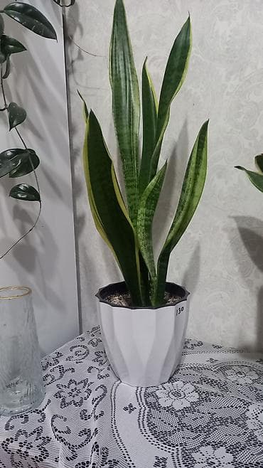 Сансевиерия (Sansevieria trifasciata, «тещин язык») в декоративном