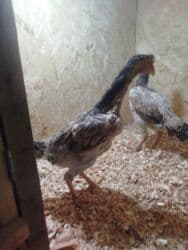 оборудование для кур: Продаю | Куры — 9