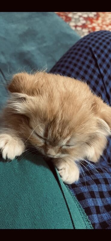 Үй жаныбарлары: Шотландская вислоушка СРОЧНОООО в связи с переездом,продадим в хорошие — 2