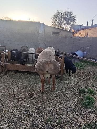 Продаю | Баран (самец) | Для разведения | Племенные