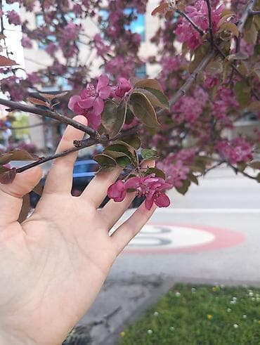 язык: 📄 Нужен перевод диплома в Сербии? Сделаю официальный перевод диплома с — 2