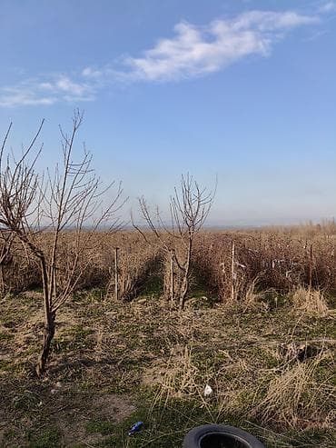 земля орашаемый: 2 соток, Для сельского хозяйства — 1