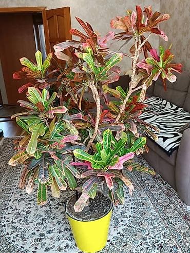 Дом и сад: Крупномерный комнатный кротон (Codiaeum variegatum) в декоративном — 6