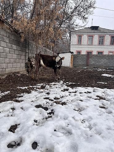 торпое: Продаю | Тёлка | На откорм, Для разведения, Для молока | Отела не было — 7