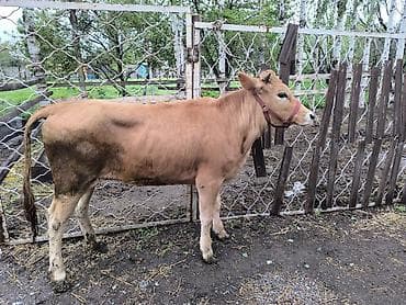 телки коровы: Продаю | Тёлка | На откорм | Отела не было — 6
