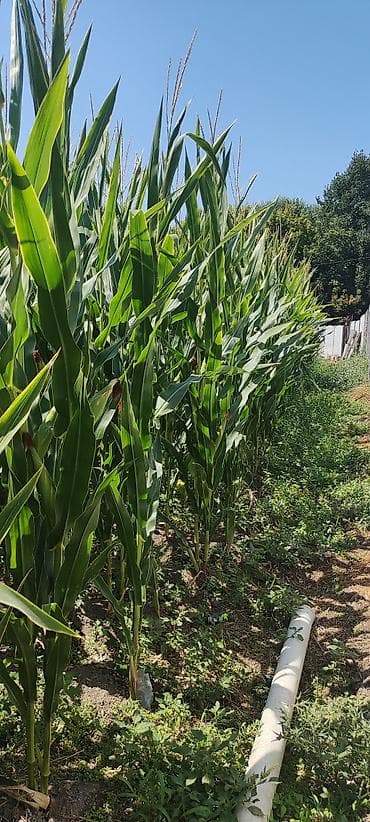 кукуруза: Продам кукурузу на силос 
5 соток — 2