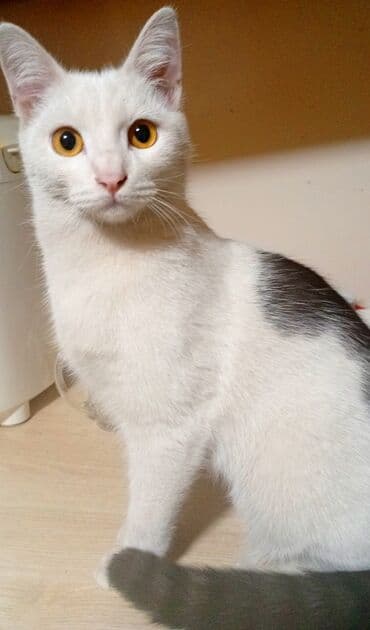 купить кошку: Кошка даром: Беспородная, 5 месяцев, Мальчик, Приучена к лотку, Проглистована — 2